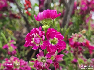 【人間三月】花開時節(jié)