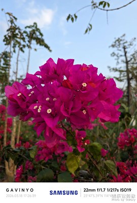 【人間三月】浪漫之花三角梅