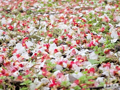 【人間三月】雨后賞花