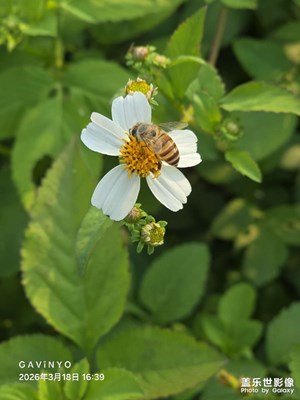 【人間三月】蜜蜂一生，短暫卻極致絢爛