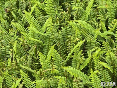 【人間三月】拍出自然