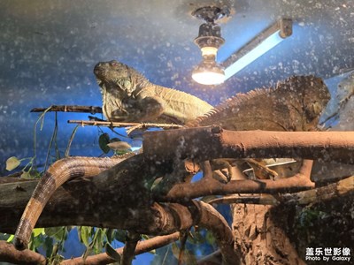 【人間三月】神奇的綠鬣蜥