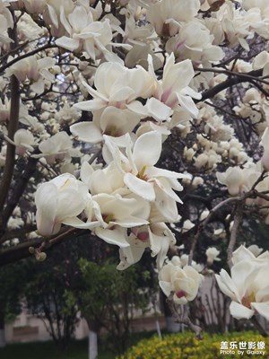 學(xué)校的玉蘭花開了