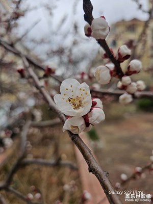 【人間三月】+杏花朵朵開