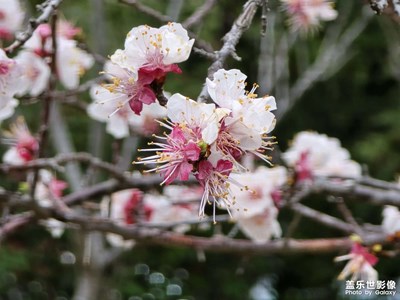 【人間三月】+海棠