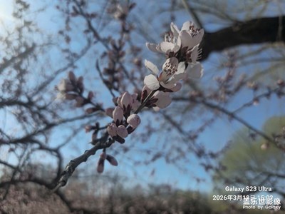 【人間三月】+桃花隨拍
