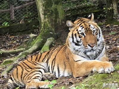 【人間三月】大老虎