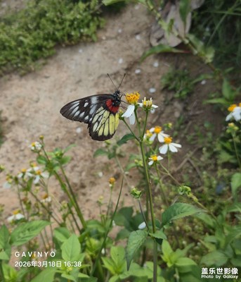 【人間三月】江邊散步隨拍