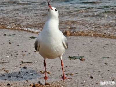 赴一場海與鷗的約會