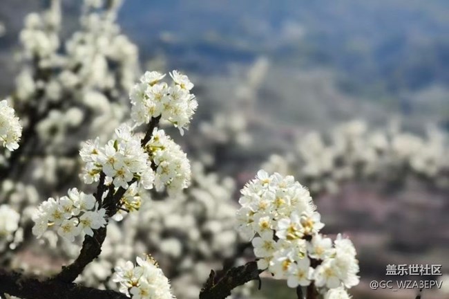 【折疊屏手機(jī)里的春天】梨花開