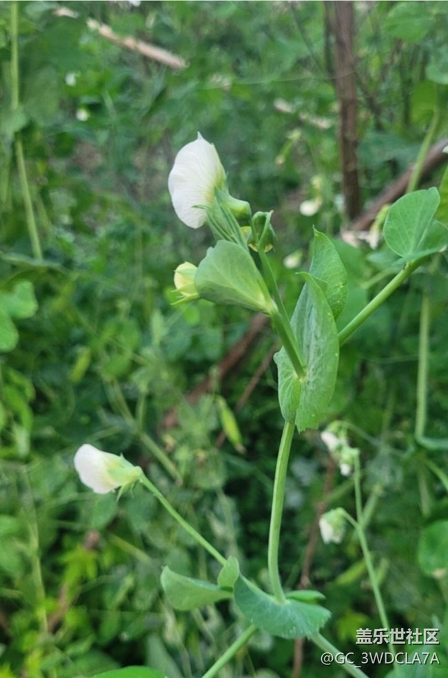 【折疊屏手機里的春天】豆花