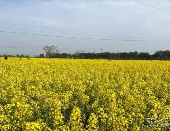 【折疊屏手機里的春天】菜花開