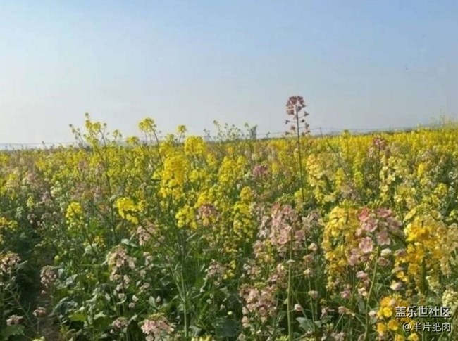 【折疊屏手機里的春天】菜花開