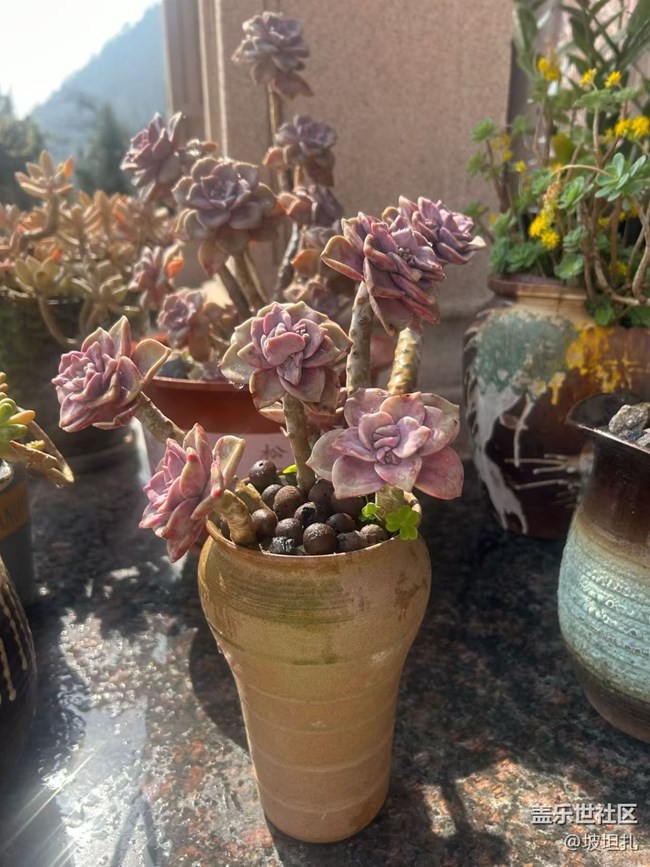 【折疊屏手機里的春天】春日多肉