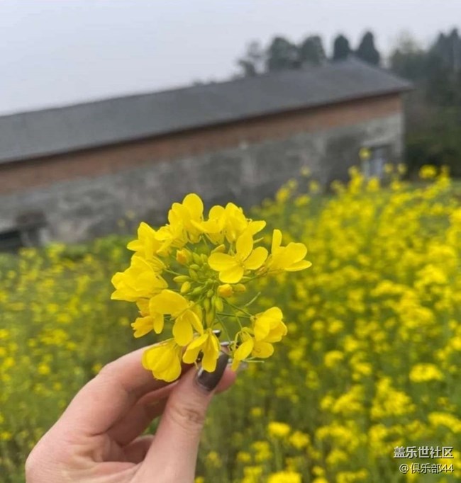 【折疊屏手機(jī)里的春天】花滿園