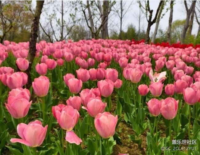 【折疊屏手機(jī)里的春天】花海