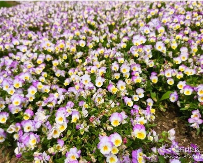 【折疊屏手機(jī)里的春天】花海