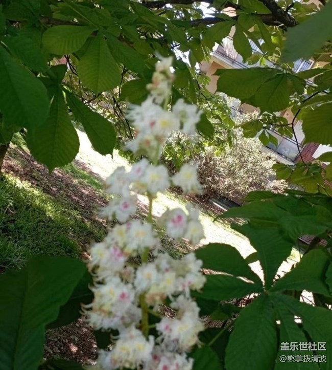 【折疊屏手機里的春天】開花