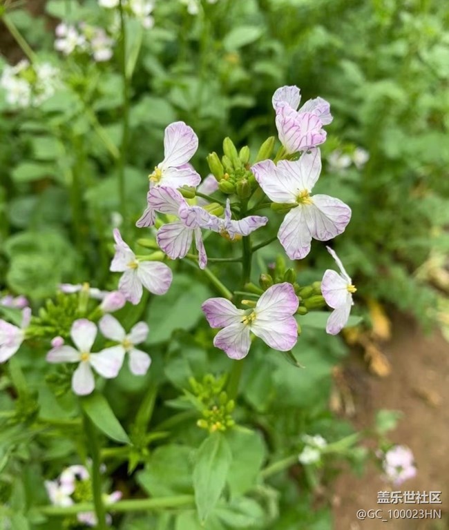 【折疊屏手機(jī)里的春天】花花草草