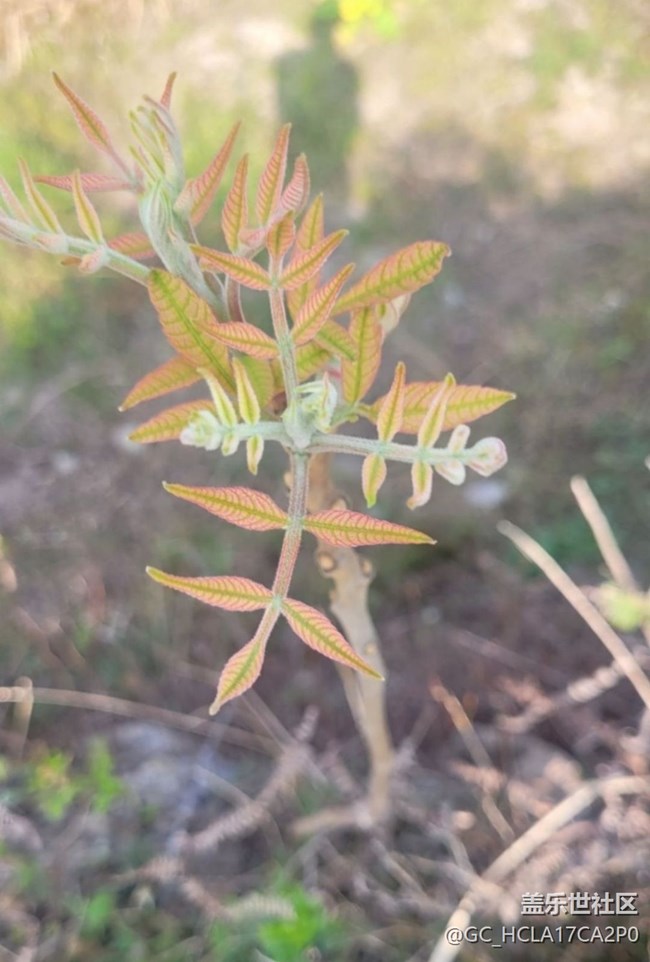 【折疊屏手機(jī)里的春天】一枝獨(dú)秀