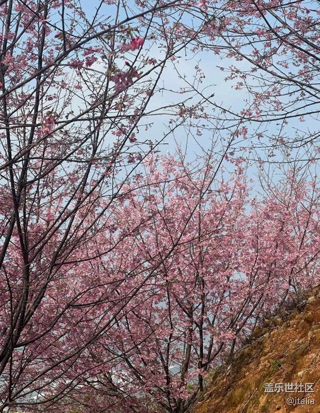 【折疊屏手機(jī)里的春天】櫻花谷