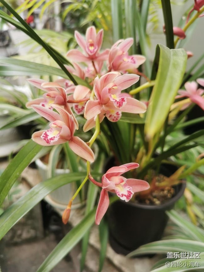 【折疊屏手機(jī)里的春天】美好發(fā)生