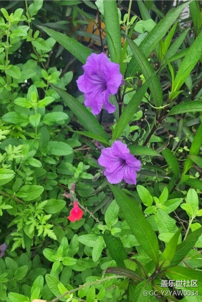 【折疊屏手機(jī)里的春天】繁花似錦