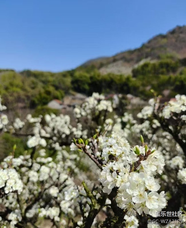 【折疊屏手機(jī)里的春天】梨花開