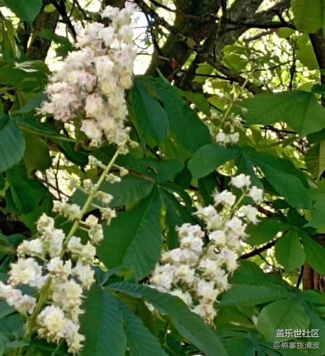 【折疊屏手機里的春天】開花