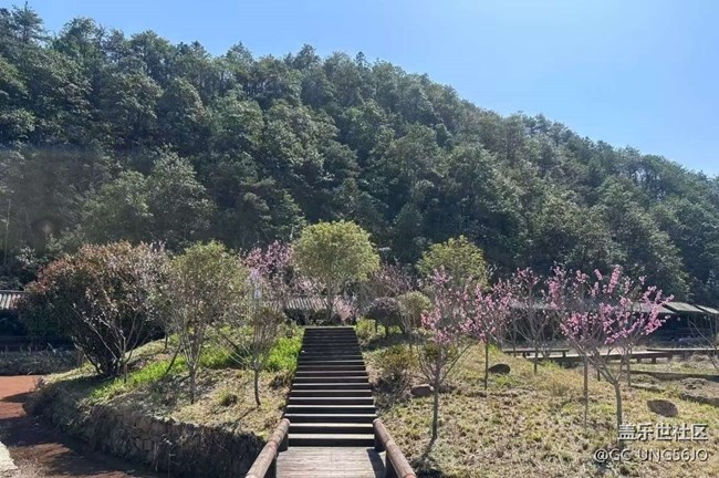 【折疊屏手機里的春天】春花