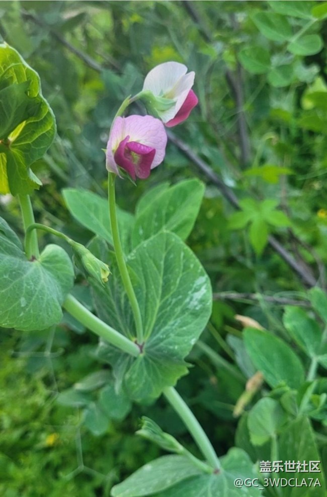 【折疊屏手機里的春天】豆花