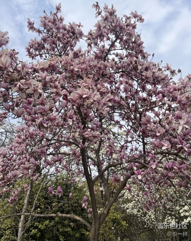 【折疊屏手機里的春天】春光明媚