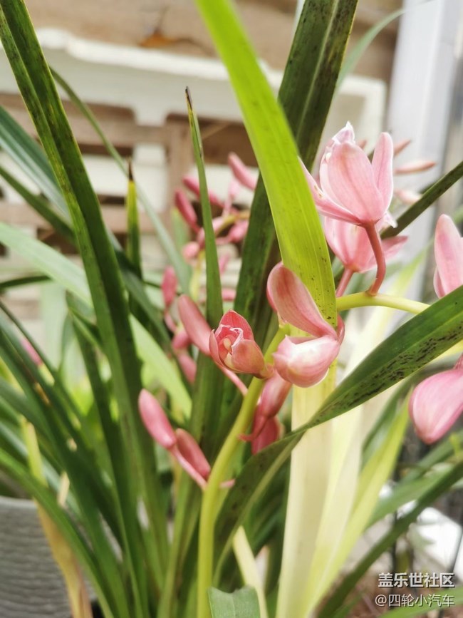 【折疊屏手機(jī)里的春天】美好發(fā)生