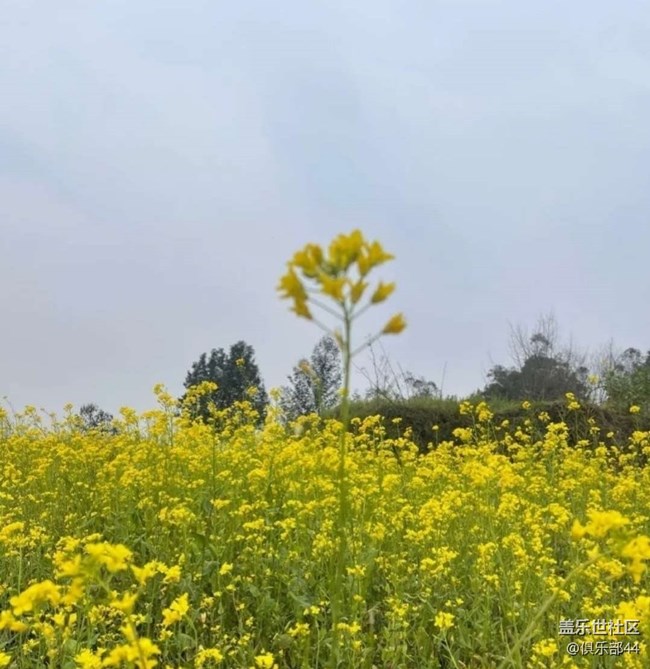 【折疊屏手機(jī)里的春天】花滿園