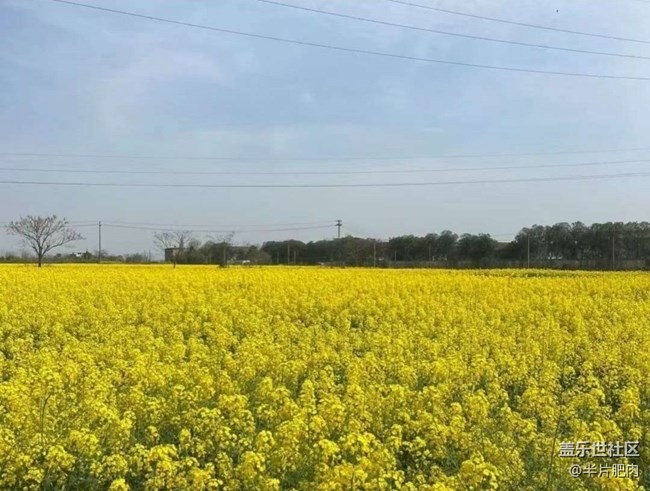 【折疊屏手機里的春天】菜花開