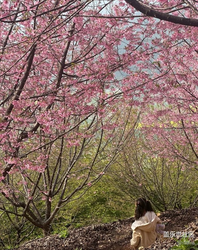 【折疊屏手機(jī)里的春天】櫻花谷