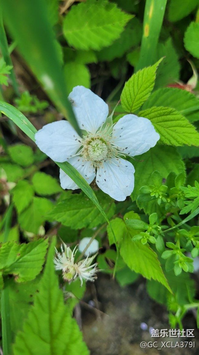 【折疊屏手機(jī)里的春天】自然植物