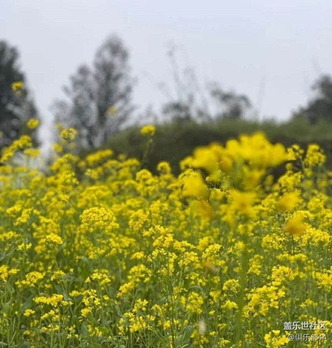 【折疊屏手機(jī)里的春天】花滿園