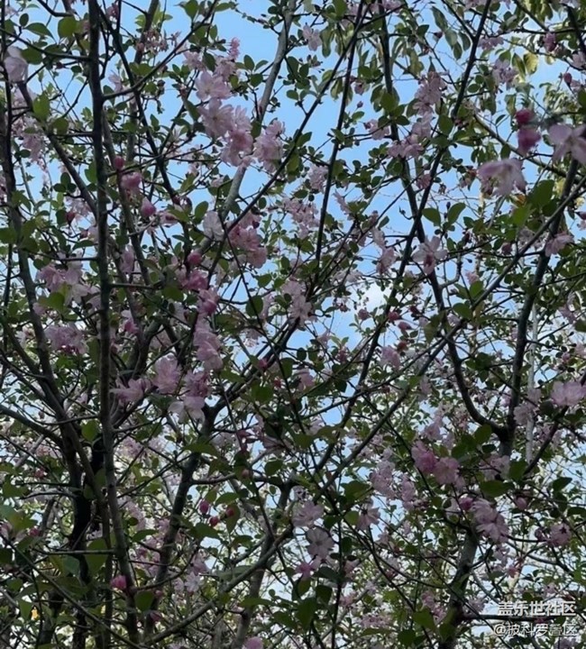 【折疊屏手機里的春天】花開燦爛