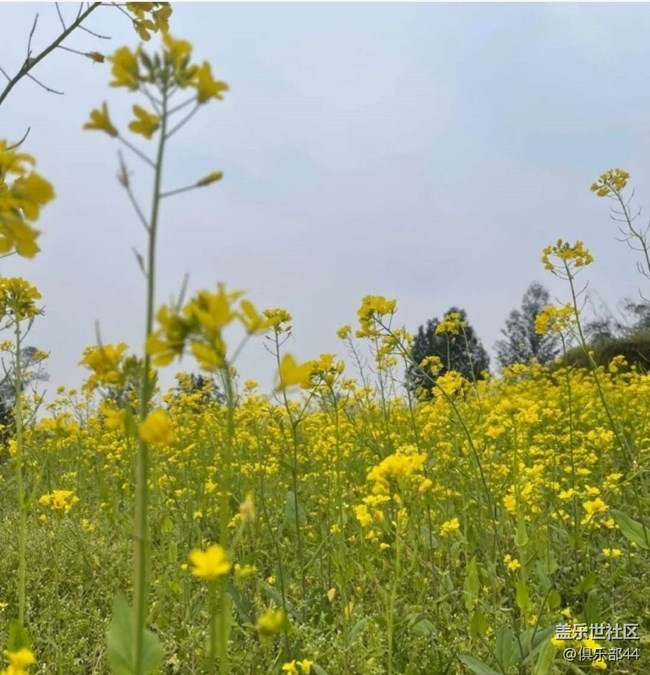 【折疊屏手機(jī)里的春天】花滿園