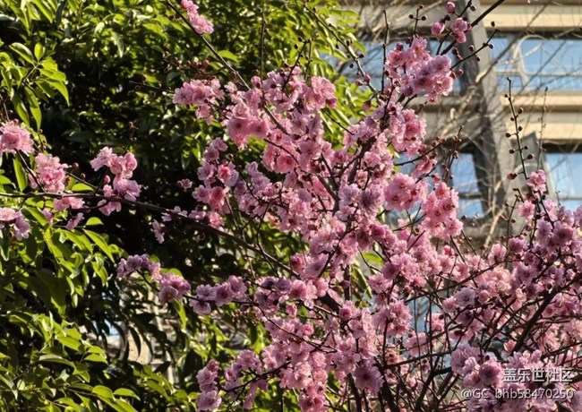 【折疊屏手機(jī)里的春天】小區(qū)春色