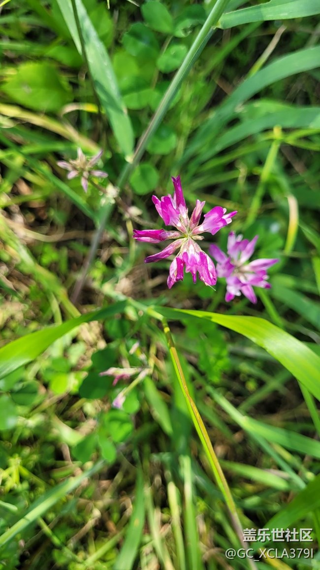 【折疊屏手機(jī)里的春天】自然植物