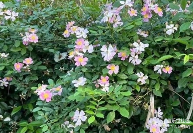 【折疊屏手機里的春天】百花齊放