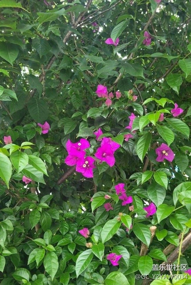 【折疊屏手機(jī)里的春天】繁花似錦