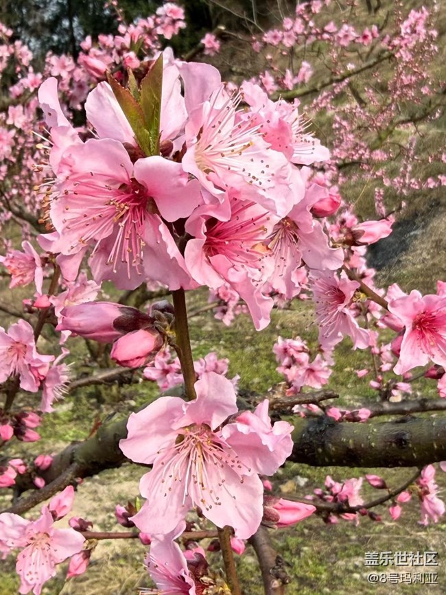 【折疊屏手機(jī)里的春天】賞花