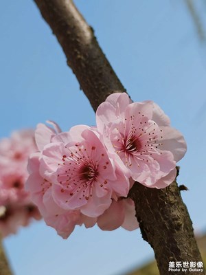 【春光里】+春光里的美人梅