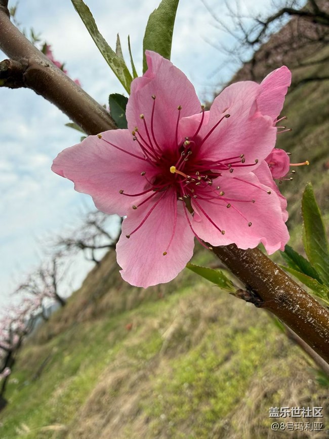 【折疊屏手機(jī)里的春天】賞花