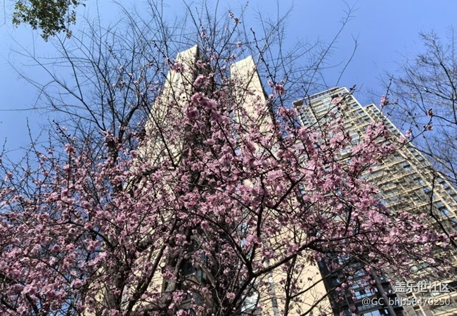 【折疊屏手機(jī)里的春天】小區(qū)春色