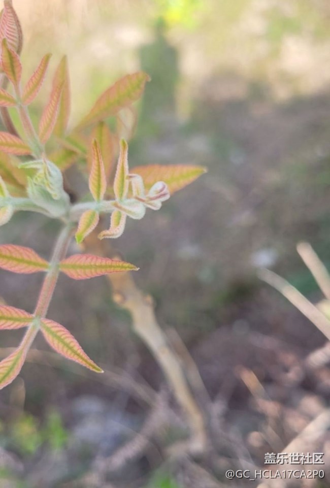 【折疊屏手機(jī)里的春天】一枝獨(dú)秀