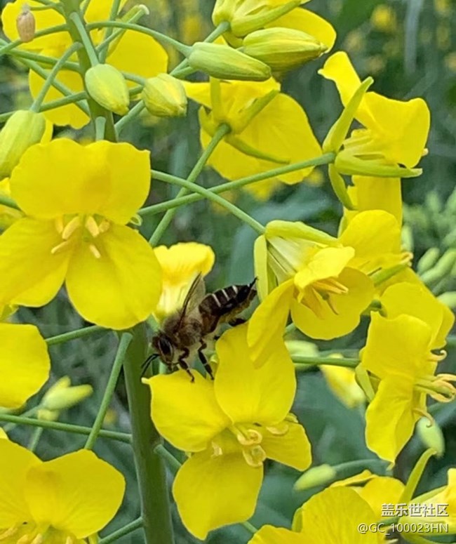 【折疊屏手機(jī)里的春天】花花草草
